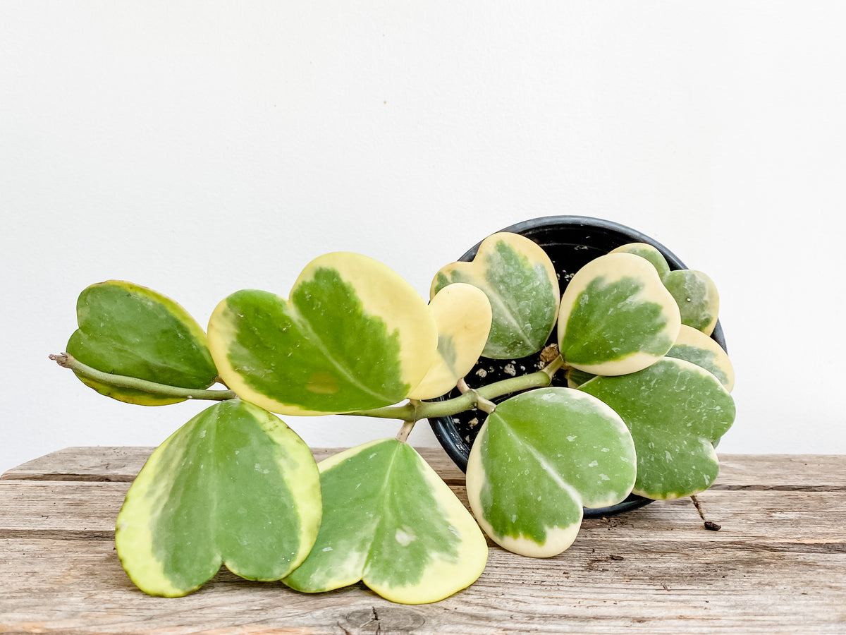 Living Fresh Flower and Plant Studio - Heart Hoya