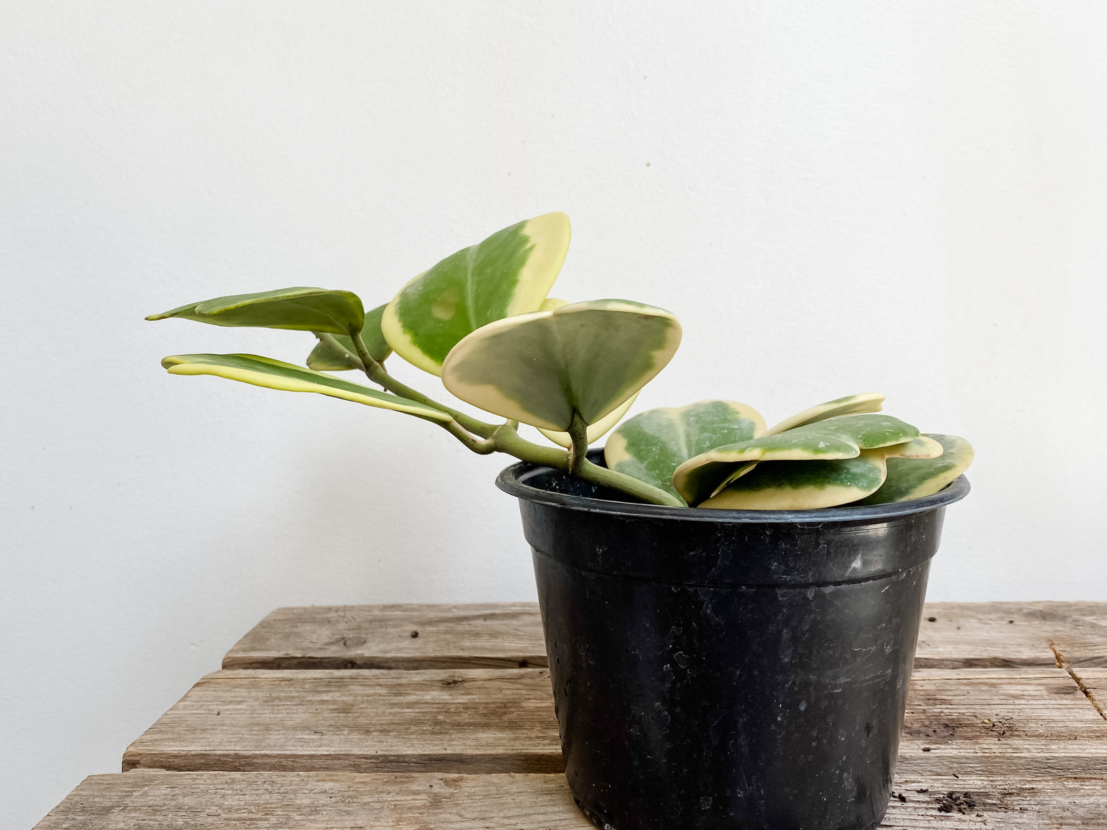 Living Fresh Flower and Plant Studio - Heart Hoya