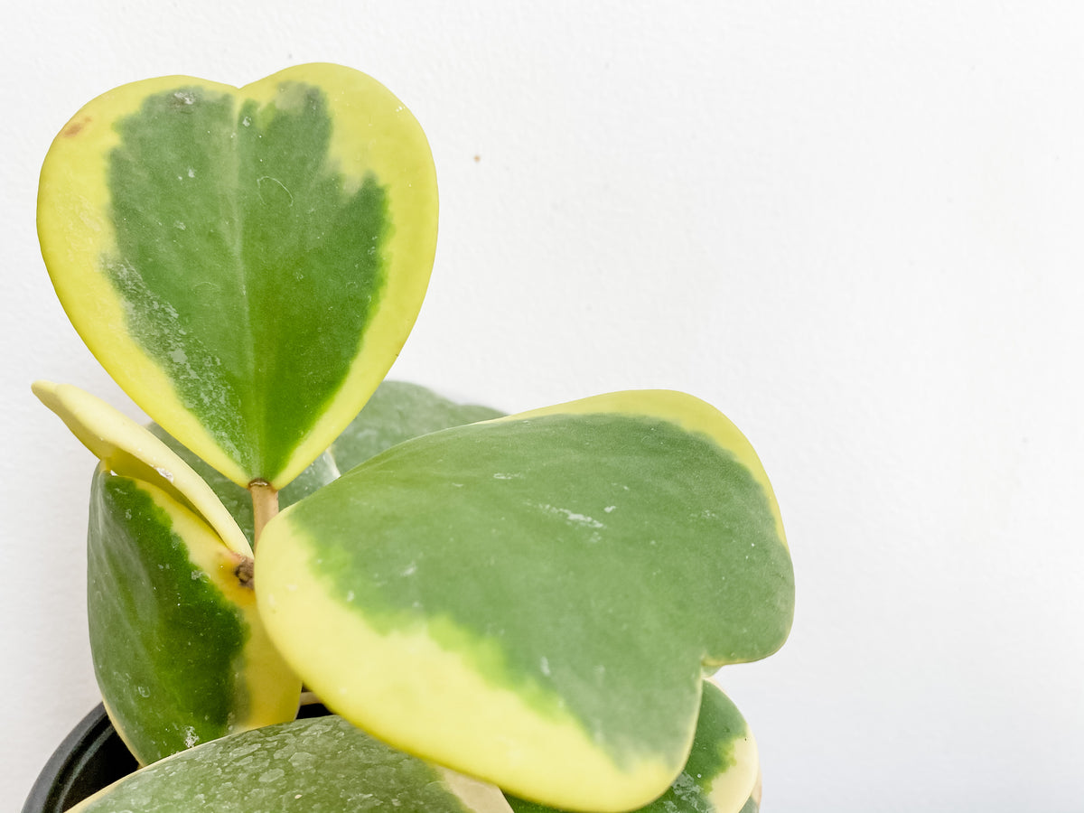 Living Fresh Flower and Plant Studio - Heart Hoya