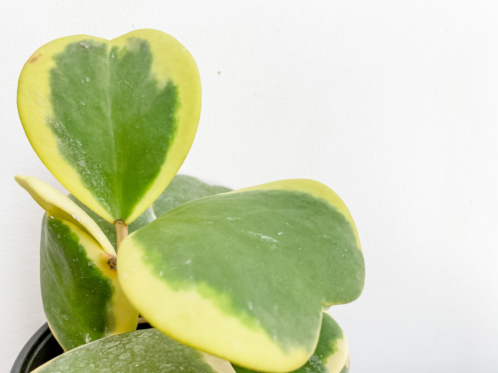 Living Fresh Flower and Plant Studio - Heart Hoya