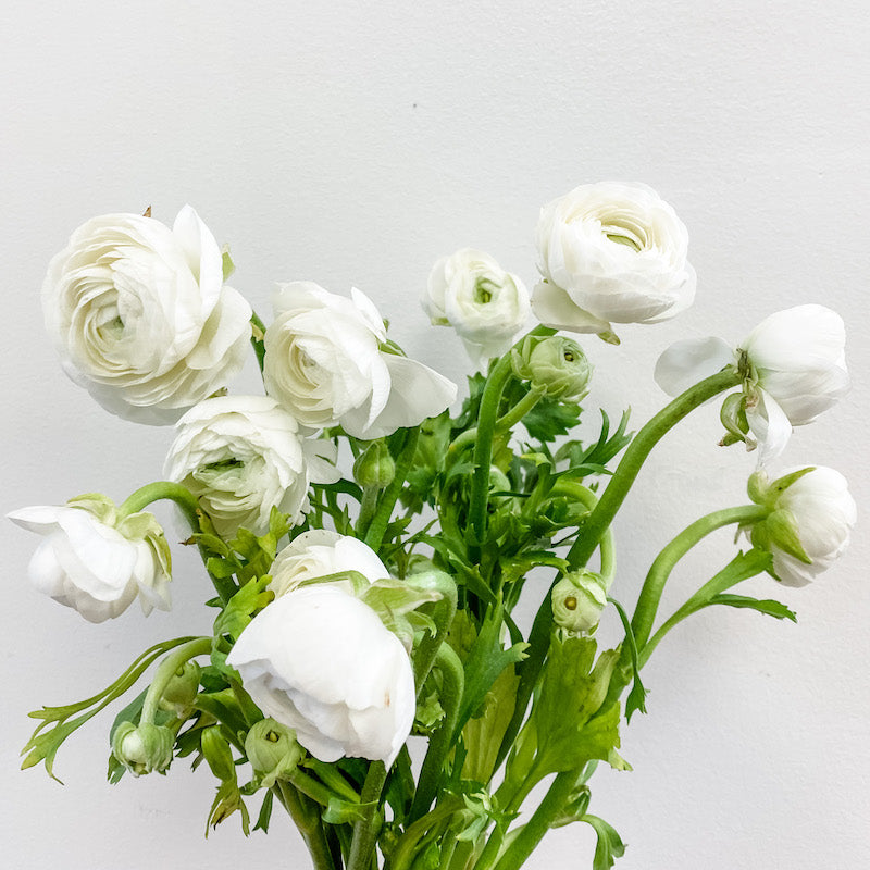 Ranunculus Bunch - White