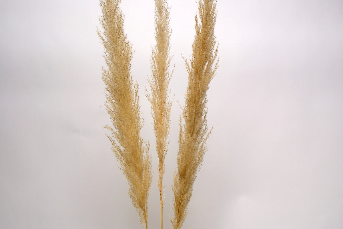 Living Fresh Flower and Plant Studio - Natural Pampas Grass