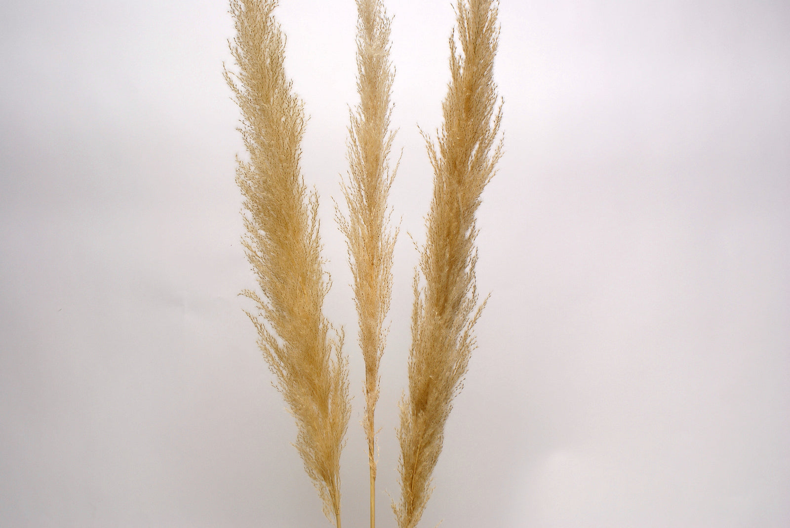 Living Fresh Flower and Plant Studio - Natural Pampas Grass