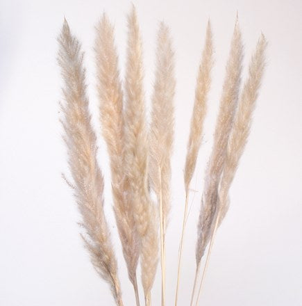 Mini Pampas Grass - Tan