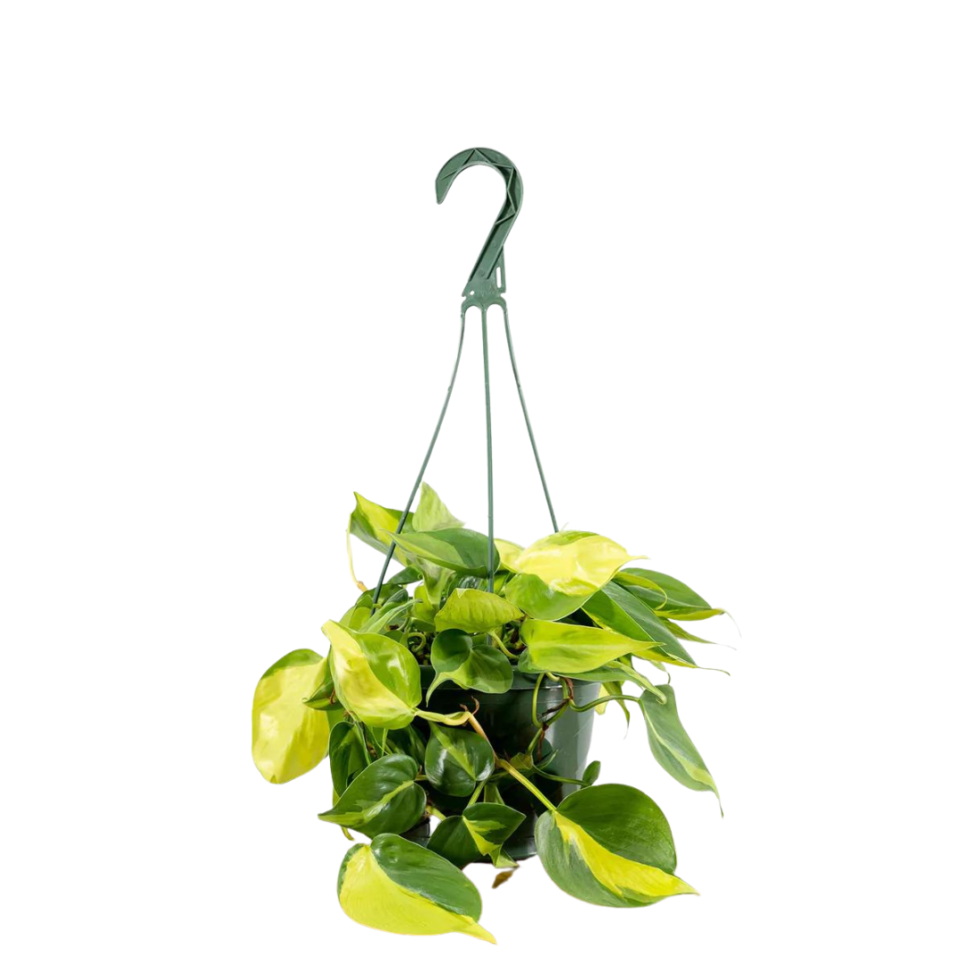 Philodendron Brasil 6"