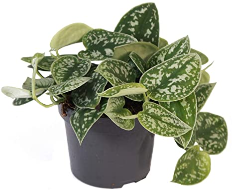 Satin Pothos - 6"