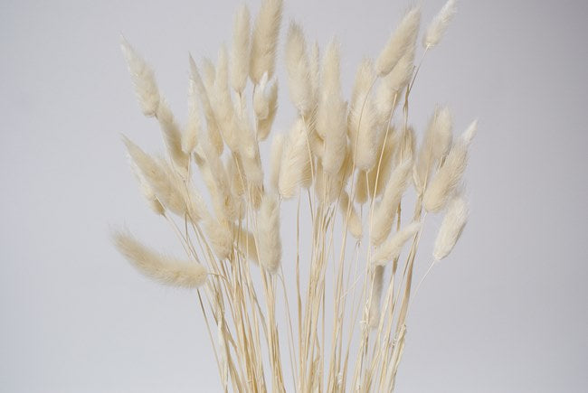 Bunny Tail Grass - White