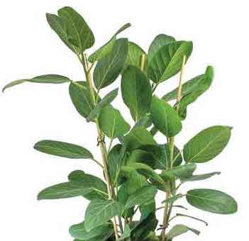 Ficus 'Audrey'