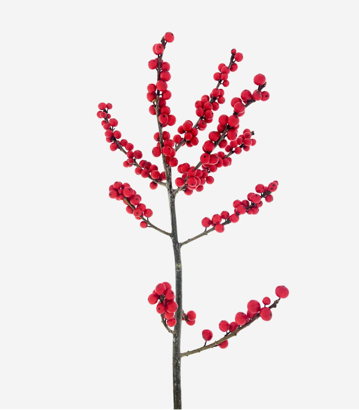 Ilex Berry