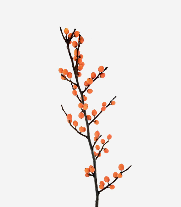 Ilex Berry - Peachy