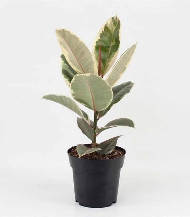 Tineke Rubber Plant - 3.5&quot;