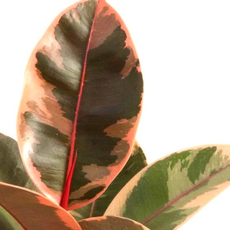 Ruby Rubber Plant- 6&quot;