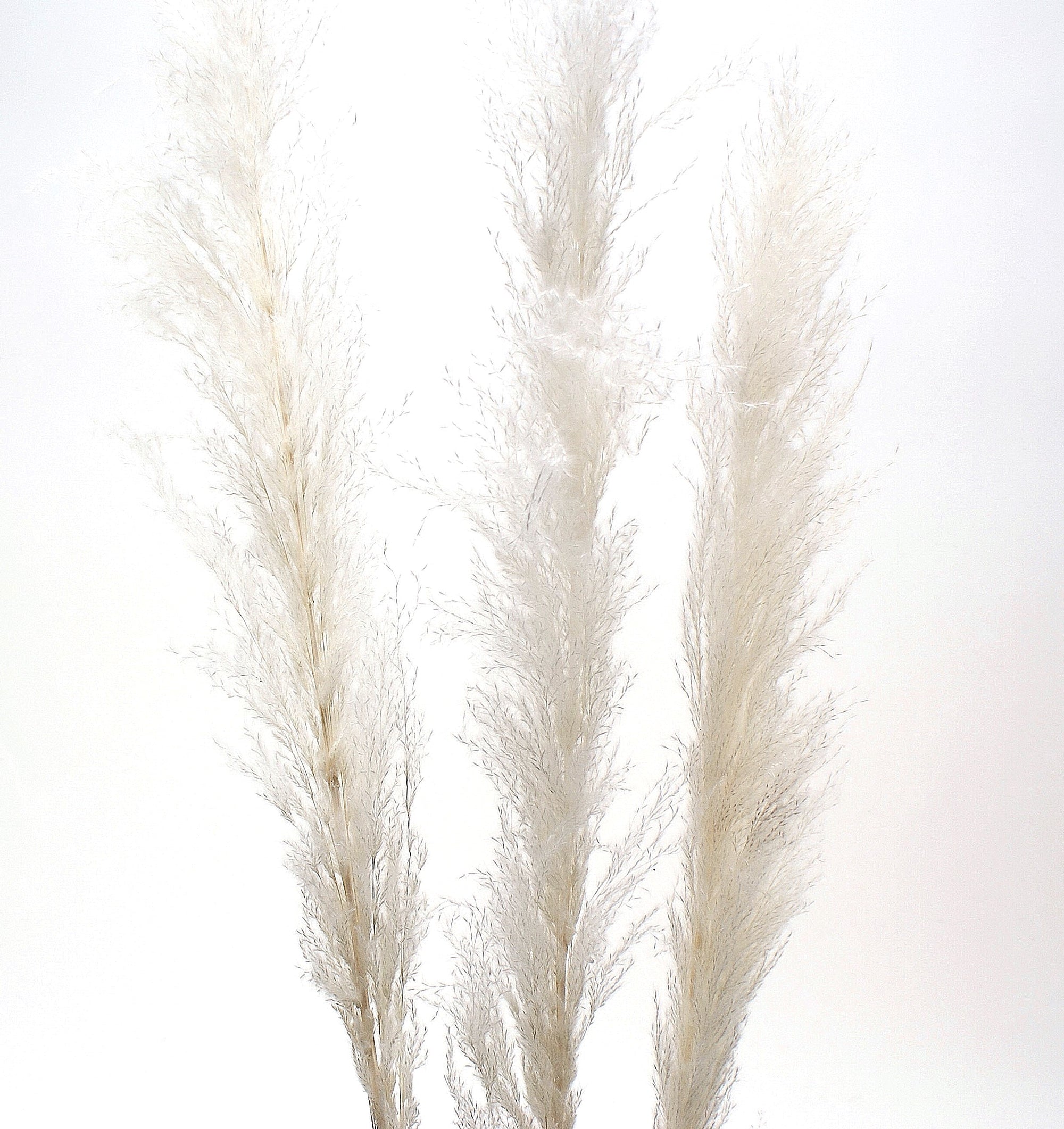 Living Fresh Flower and Plant Studio - Natural Pampas Grass White