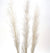 Living Fresh Flower and Plant Studio - Natural Pampas Grass White